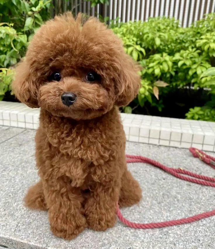 Caniche Toy cachorro