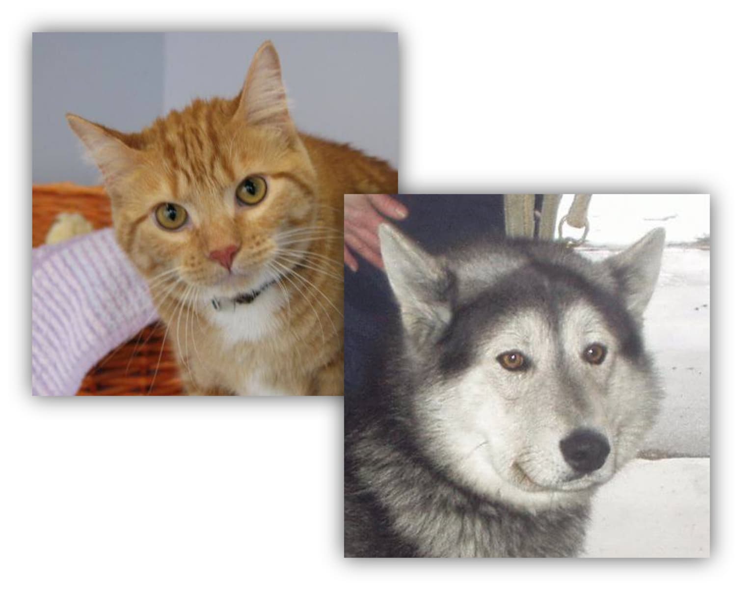 1-cats-dogs-classify-images-codeless-cnn.png