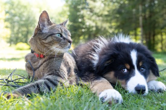 cats-dogs-classify-images-codeless-cnn_0.jpg