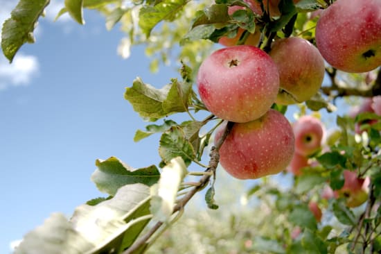 garden-of-deep-learning-healthy-apples.jpg