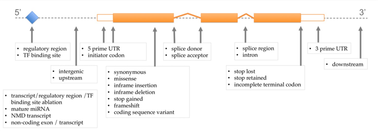 3-variant-prioritization_0.png