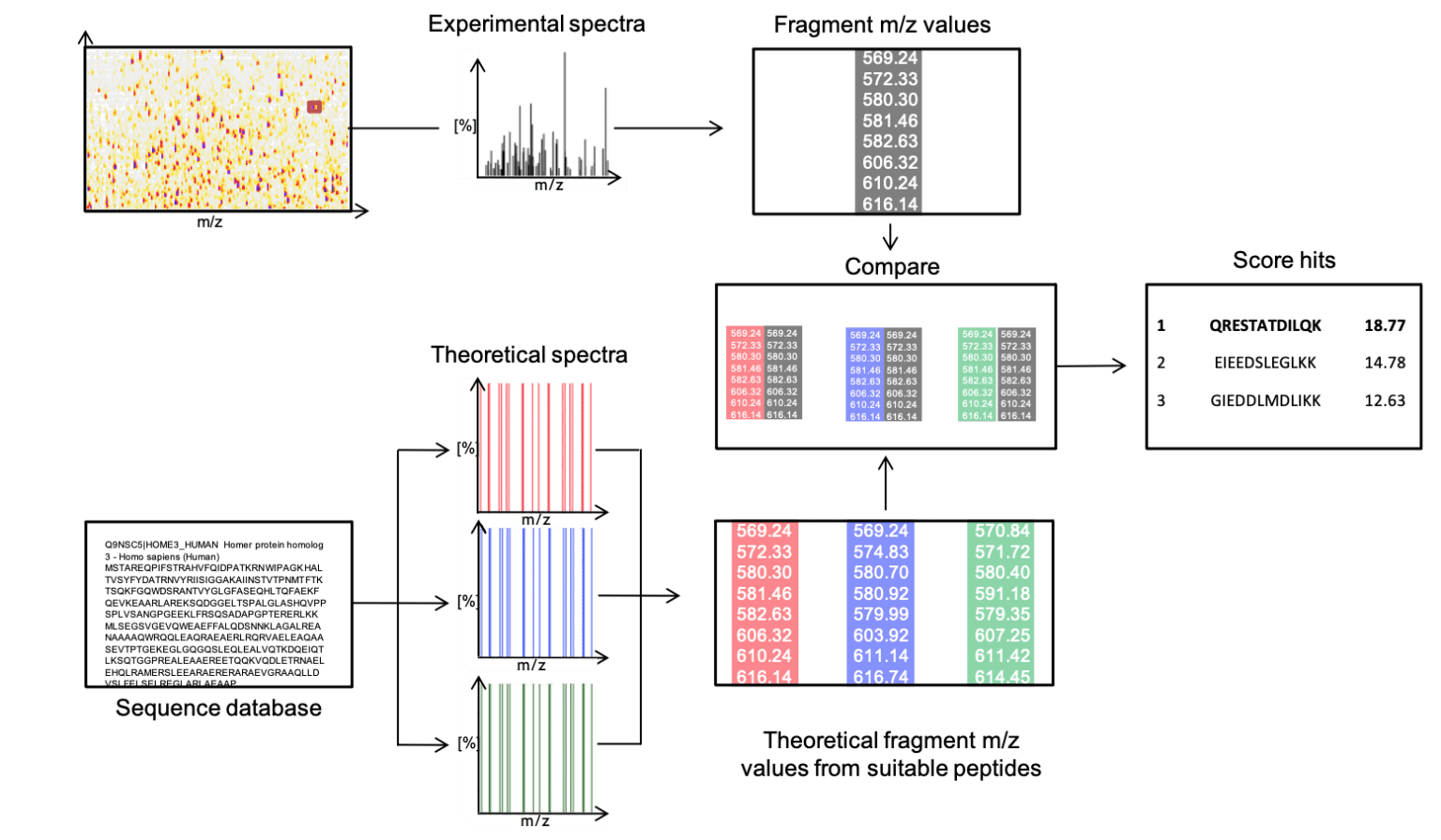 3-mass-spectrometery-protein-id.png