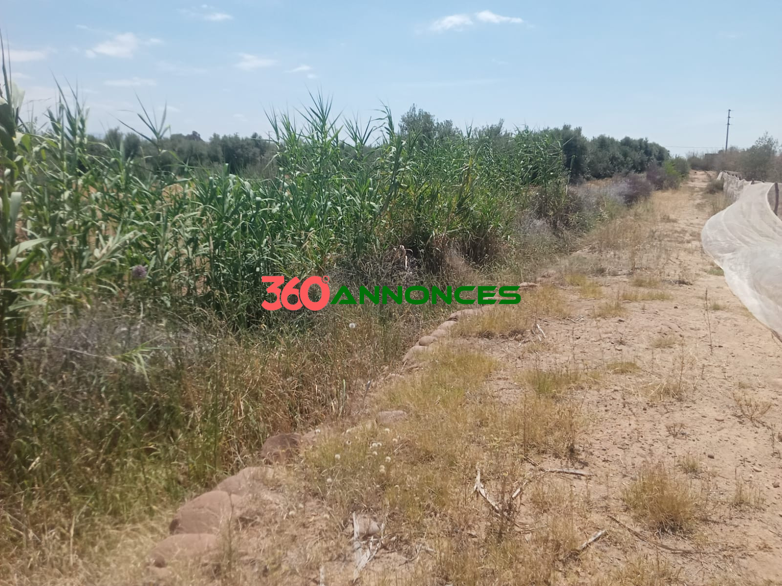 🌳 Terrain de 1400 m² à El Haouz, Marrakech — photo 4