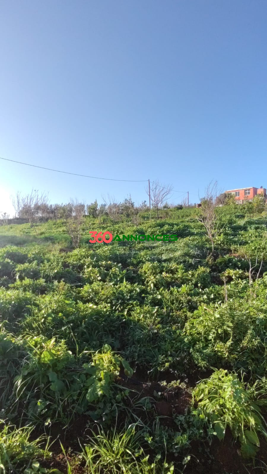 Ferme à vendre à Tiflet 🌳 - photo 15