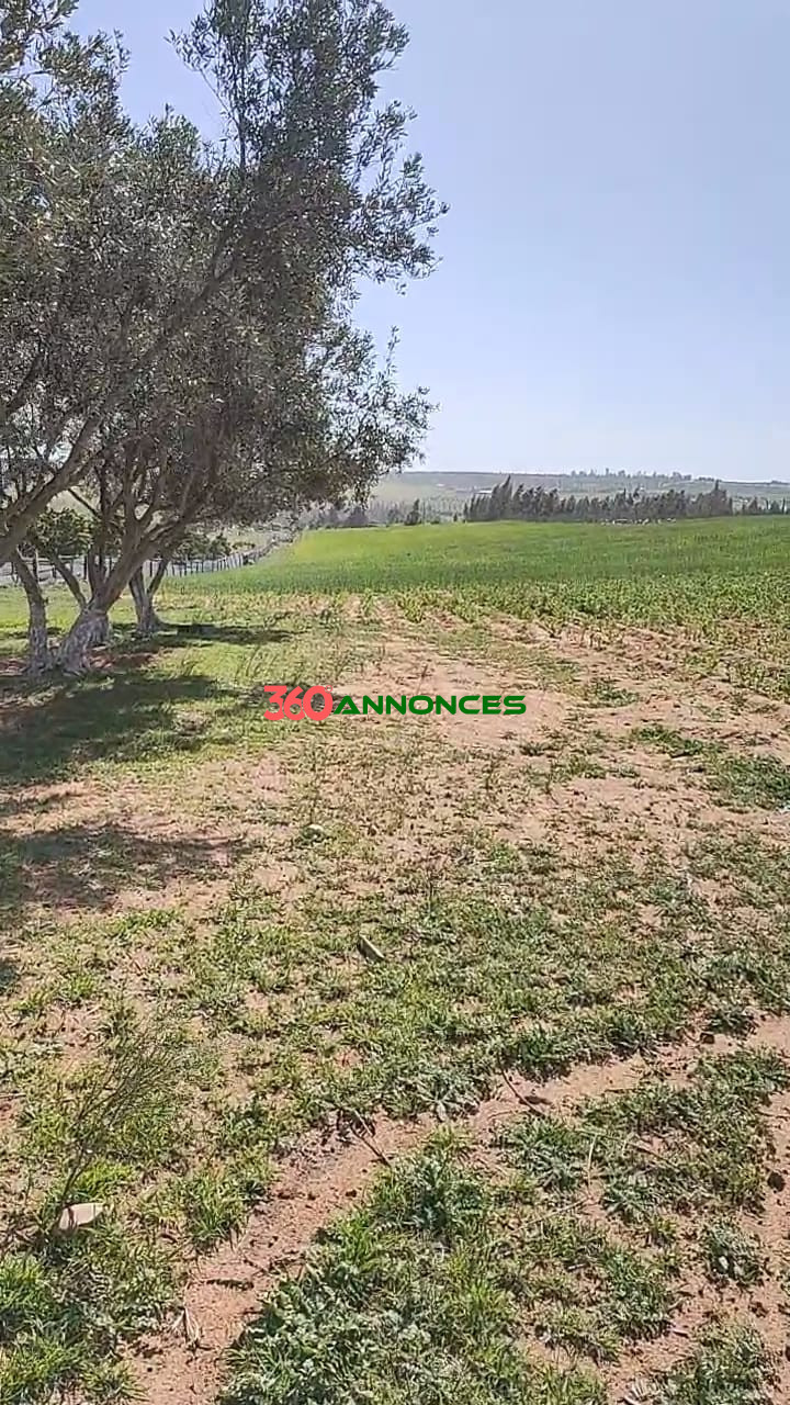 🏡Terre agricole située près de Sidi Allal El Bahraoui, avec un accès facile et pratique. - photo 14