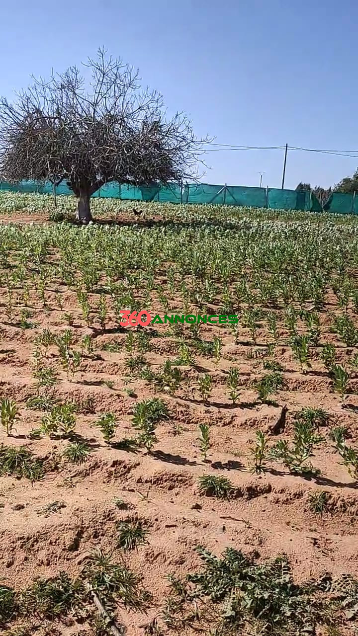 🏡Terre agricole située près de Sidi Allal El Bahraoui, avec un accès facile et pratique. - photo 15