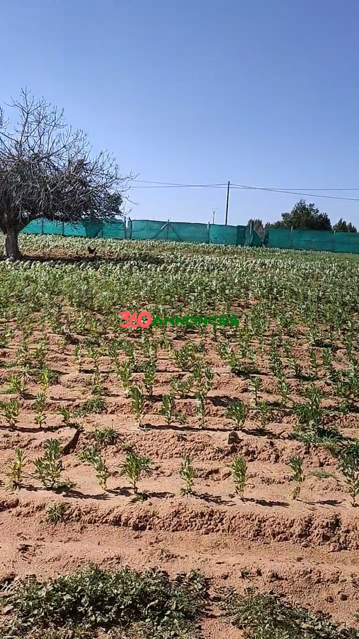 🏡Terre agricole située près de Sidi Allal El Bahraoui, avec un accès facile et pratique. - photo 16