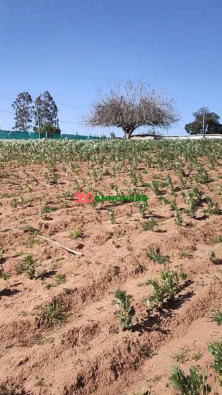 🏡Terre agricole située près de Sidi Allal El Bahraoui, avec un accès facile et pratique. - photo 18