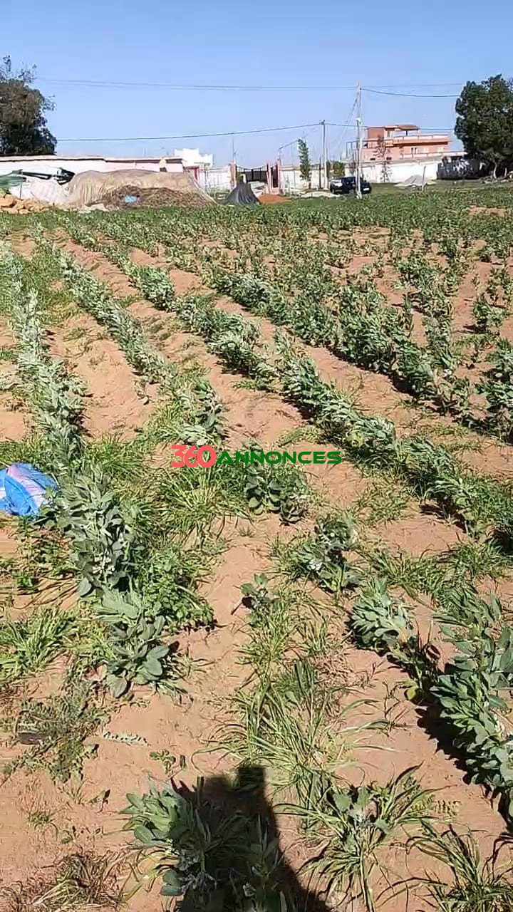 🏡Terre agricole située près de Sidi Allal El Bahraoui, avec un accès facile et pratique. - photo 20