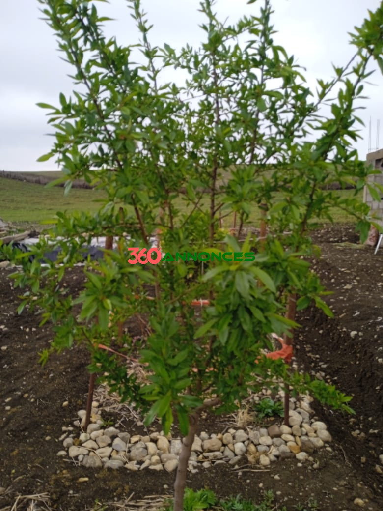 Terre agricole de 9 hectares 🌿 - photo 11