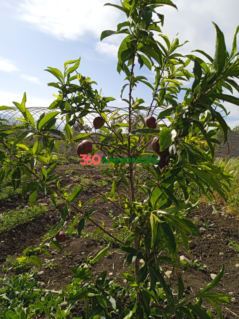 Terre agricole de 9 hectares 🌿 - photo 14