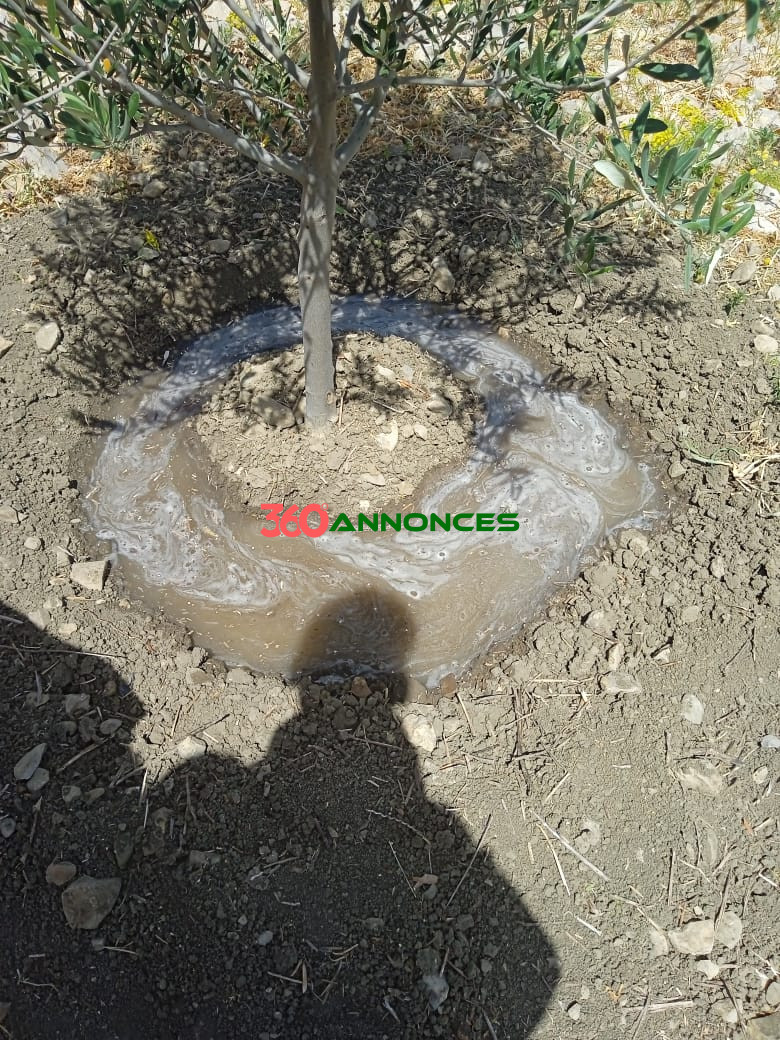 Terre agricole de 9 hectares 🌿 - photo 15