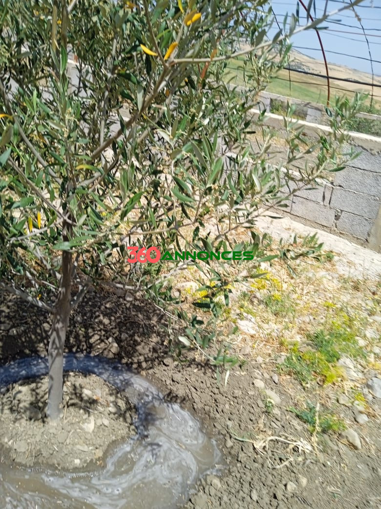 Terre agricole de 9 hectares 🌿 - photo 20