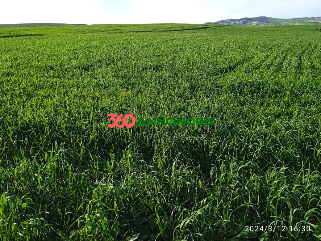Terre agricole de 9 hectares 🌿 - photo 4