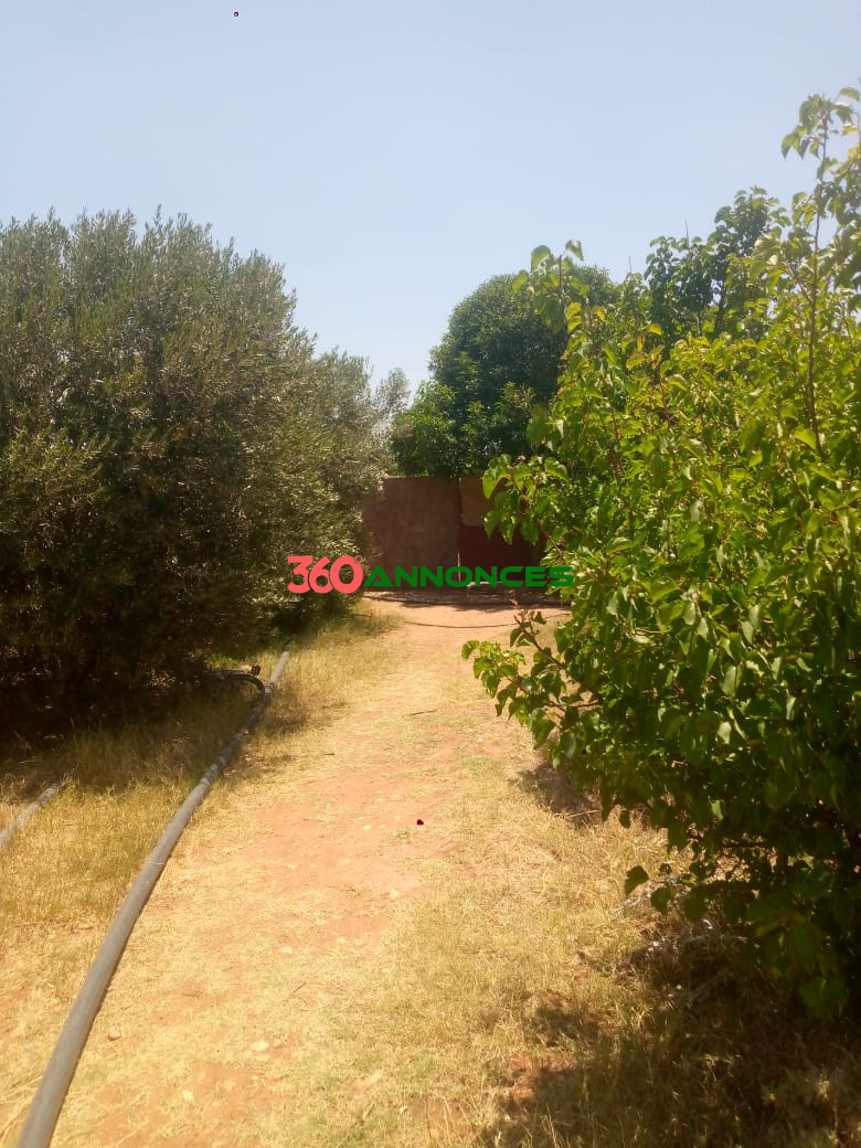🏡 Ferme à vendre à Doukkala - 800 000 MAD 🏡 - photo 9
