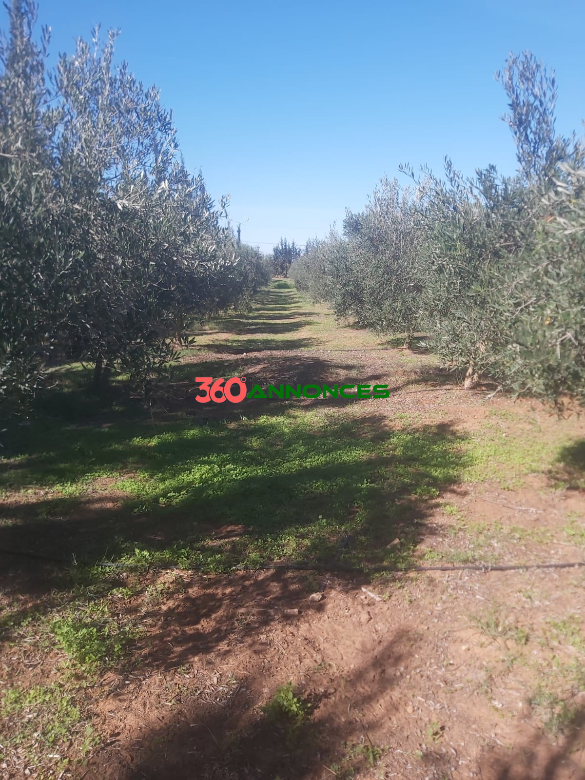 Belle Ferme à Vendre 🌳🏡 - photo 6
