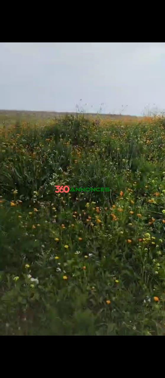🌍 À Vendre : Terrain de 5 hectares à Essehoul, Salé. 800000/hectare🌍 - photo 2