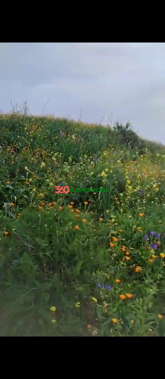 🌍 À Vendre : Terrain de 5 hectares à Essehoul, Salé. 800000/hectare🌍 - photo 3