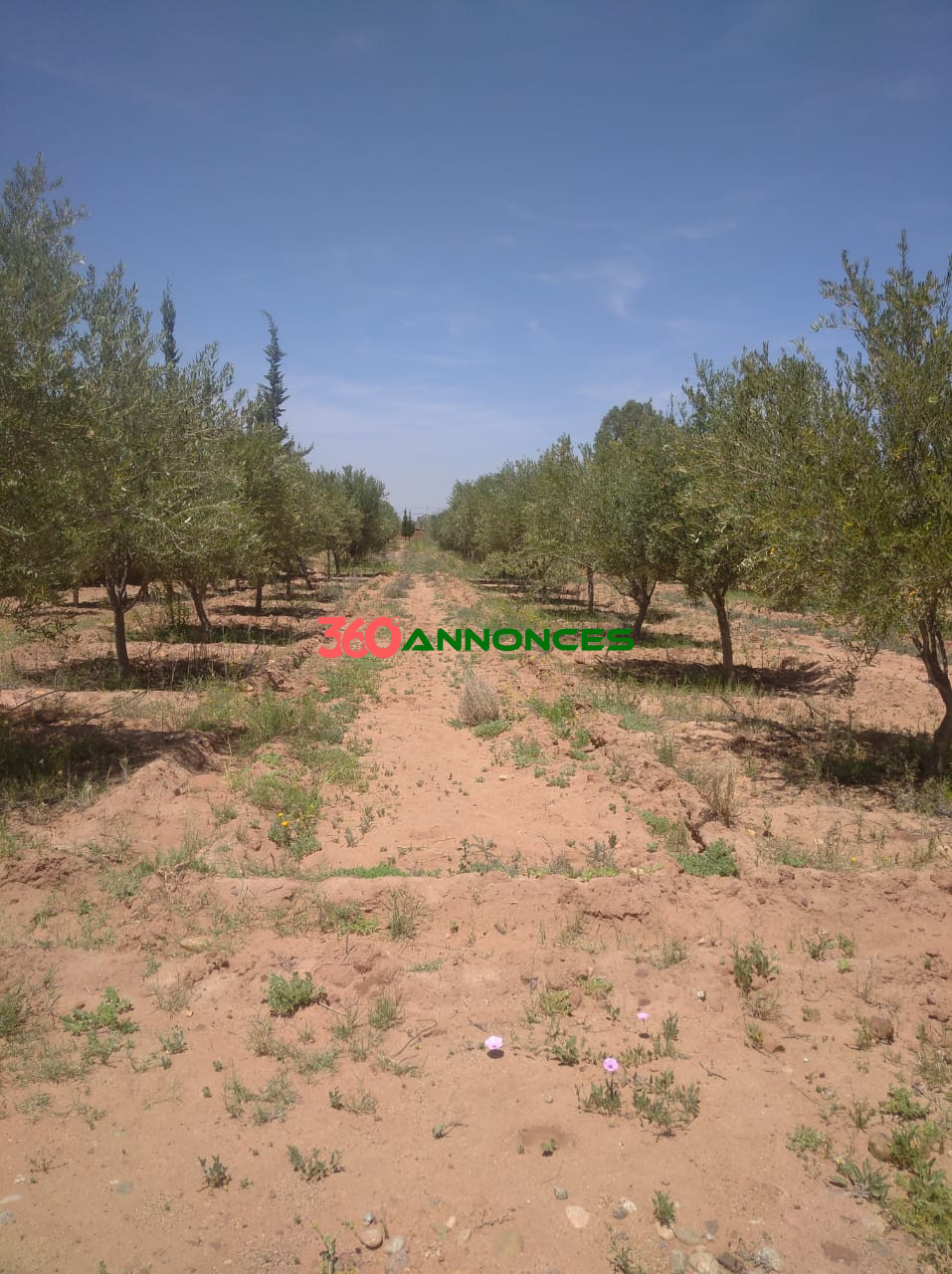 🌿 À Vendre : Ferme de 2 Hectares à Sidi Abdellah Ghiat, 24 km de Marrakech 🌿 - photo 3