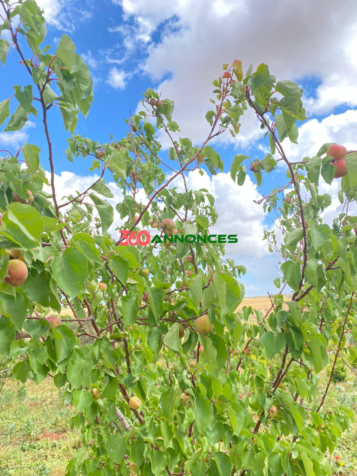 🌿 Ferme à Vendre à Tiflet - 1 100 000 MAD 🏞️ — photo 5