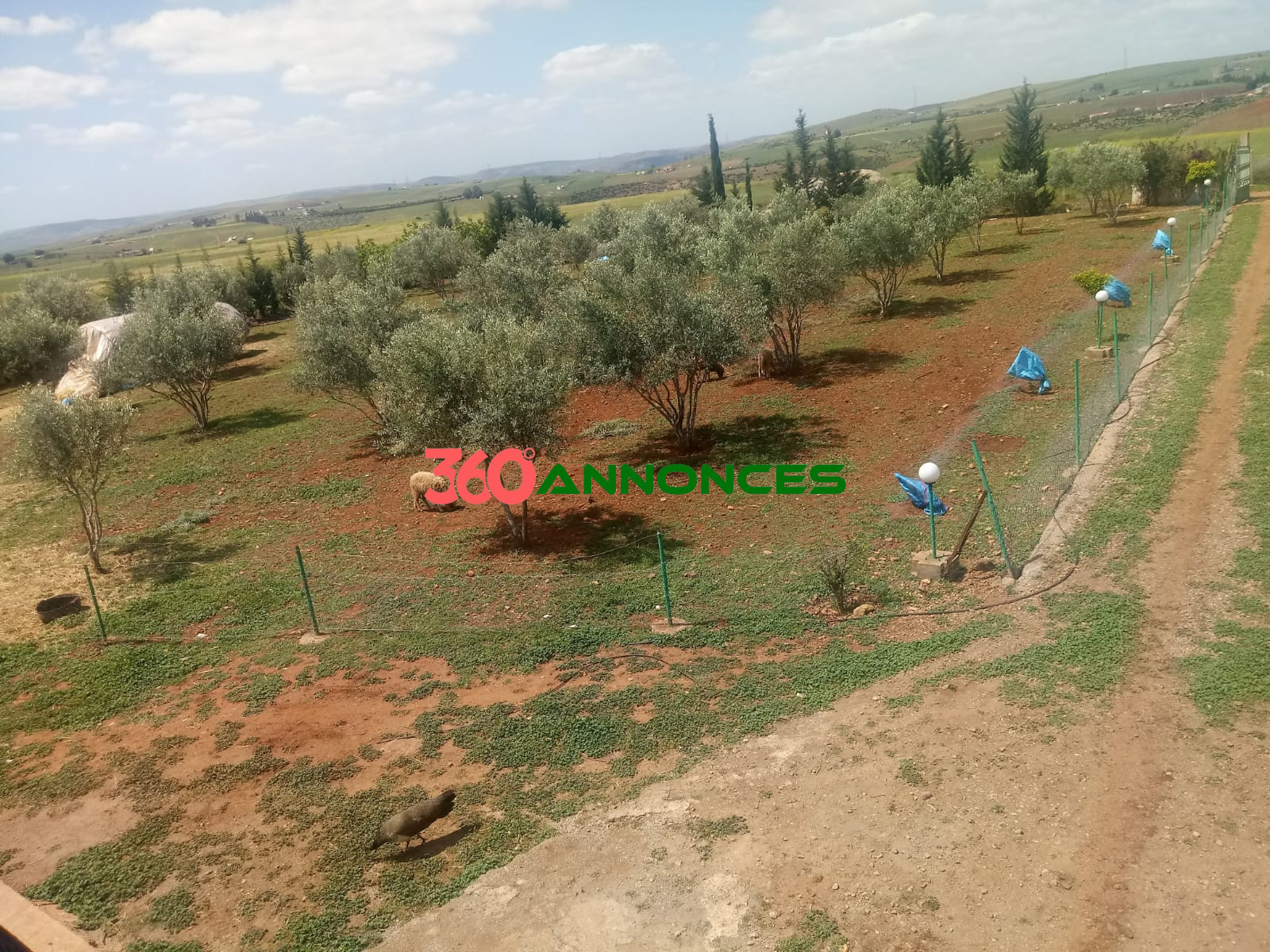 Terrain avec Construction Habitable à Vendre à Khmissat Maaziz – Exclusivité 360 Annonces — photo 4