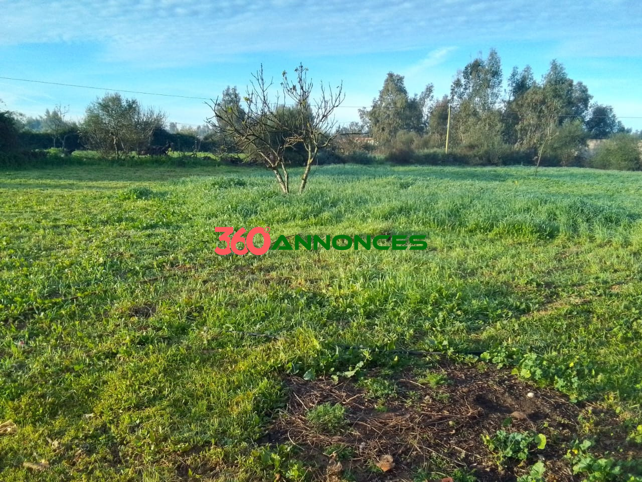 🌍 Terrain à Vendre à Ksar El Kébir 🌍 — photo 4