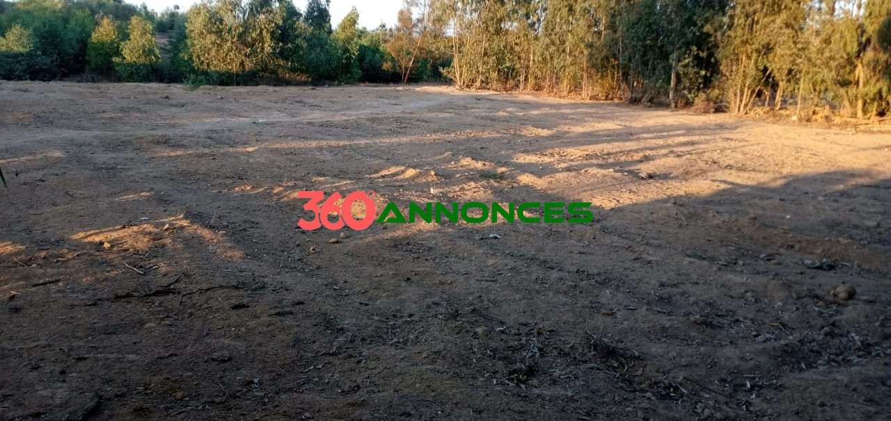 🌍 Terrain à Vendre à Ksar El Kébir 🌍 — photo 2