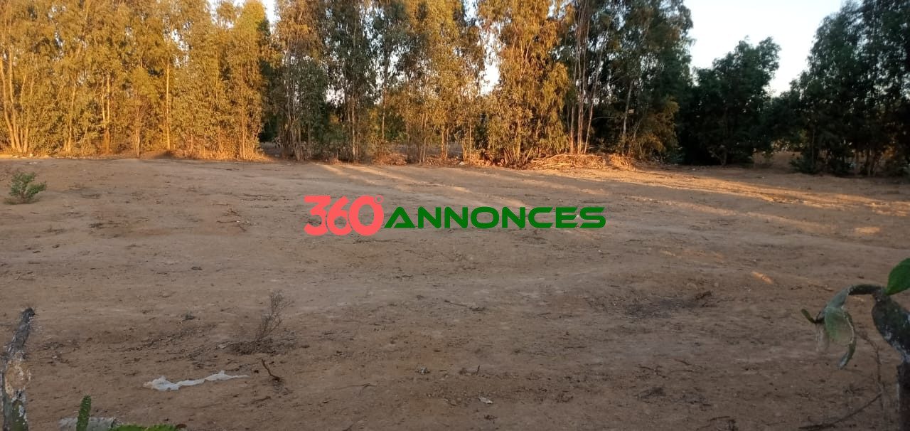 🌍 Terrain à Vendre à Ksar El Kébir 🌍 — photo 3