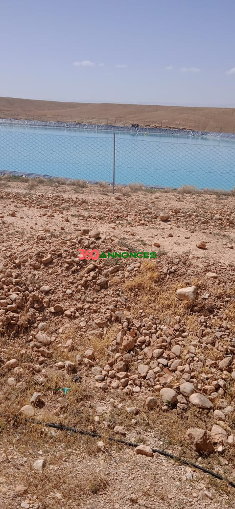 Ferme agricole à vendre – 30,5 Hectares - 3 900 000 DH - photo 3