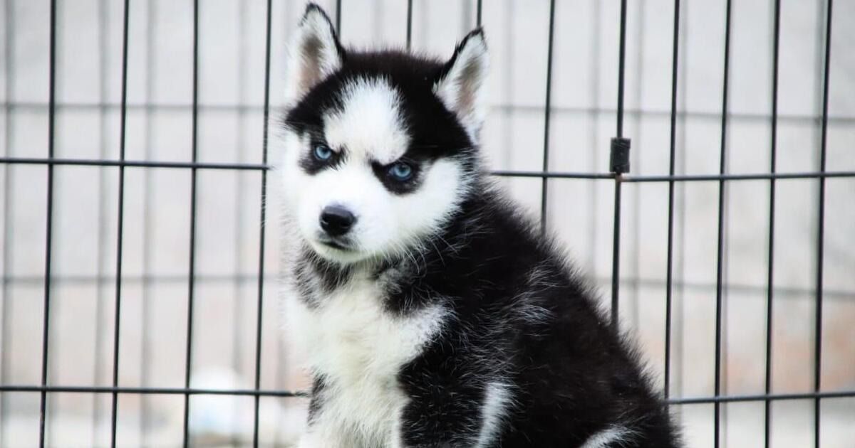 Puppies & Dogs For Sale in India