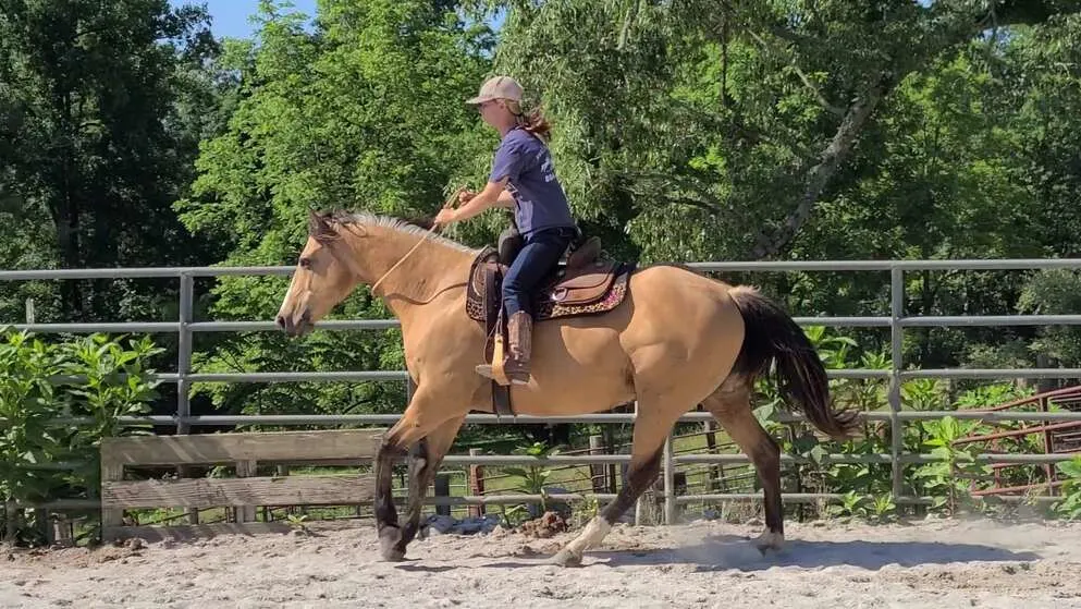 Quarter horse Gelding
