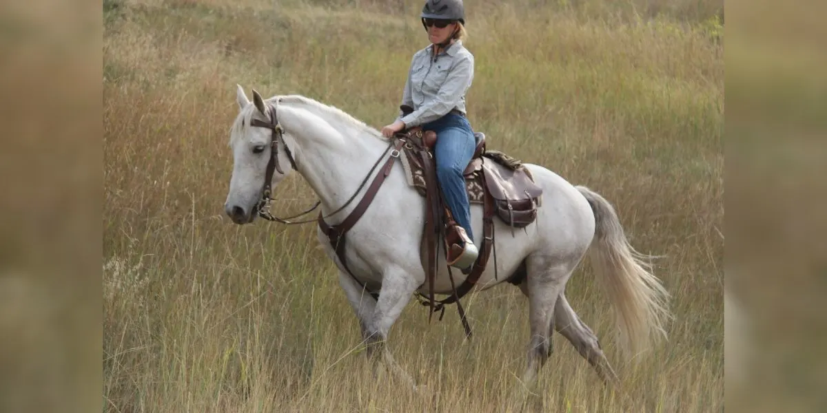 Missouri Fox Trotter