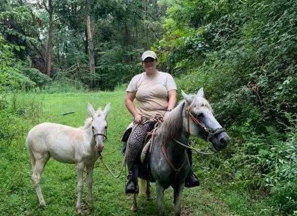 Grey Paso Fino Mare Horse Sale