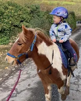 Little Cute Horse sale In Marketplace From Gaited Horse