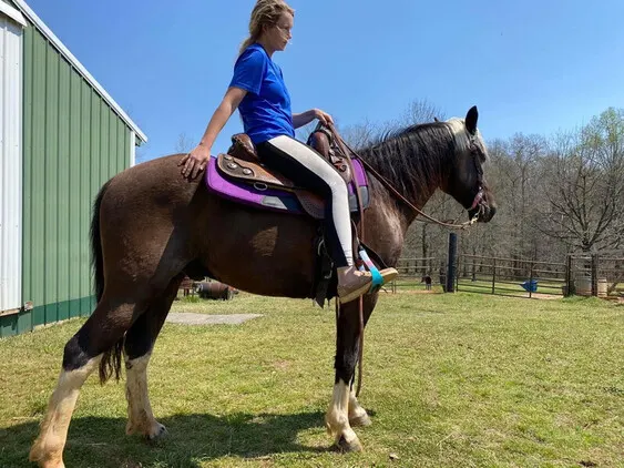 Rocky Mountain Horse Gelding with Chrome For Sale In USA