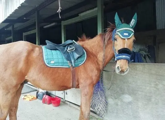 Smooth Gaited Horse Sale