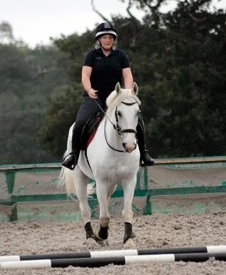 Smart – Good Looking Gaited Horse Sale