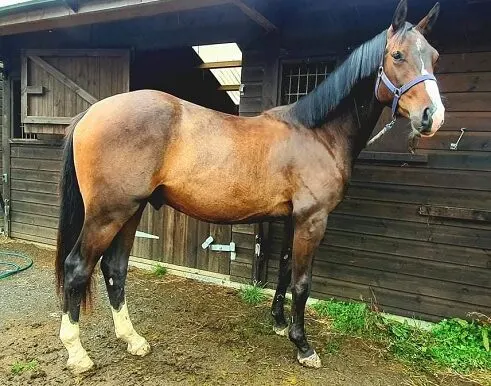 Gaited Horse Marketplace – Buy Beautiful Breeds Horses