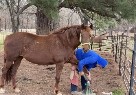 Beautiful Morgan Horse sale – Buy this Horse IN Gaited Horse