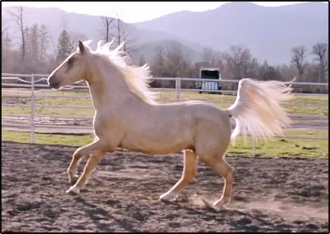 Beautiful palomino Morgan gelding Horse Sale