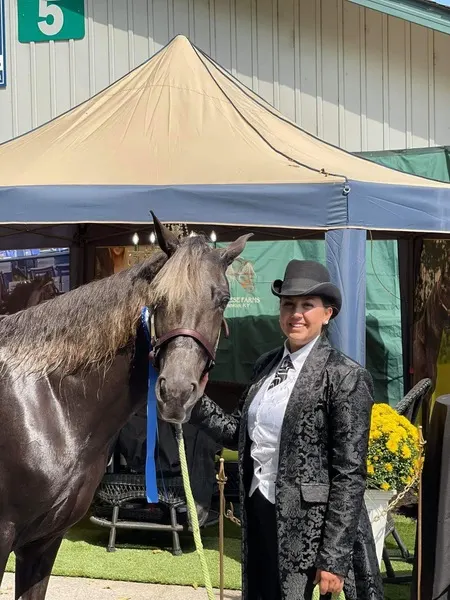 Stunning Well Bred Chocolate Mare Rocky Mountain Horse