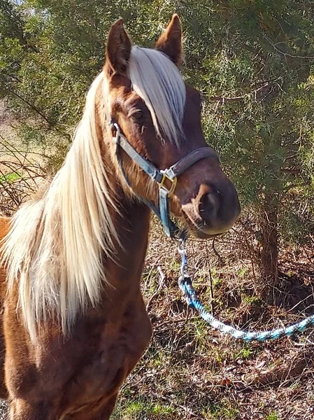 Gorgeous Well Bred Sweet Gelding Rocky Mountain Horse