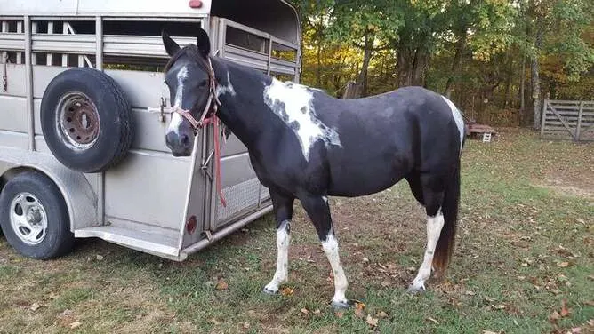 Homozygous Tobiano Black in foal w Homozygous Tobiano foal for sale in USA