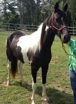 Excellent Trail Mare for sale in Tennessee