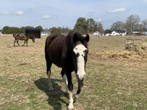 All Gaited horse Marketplace!!!