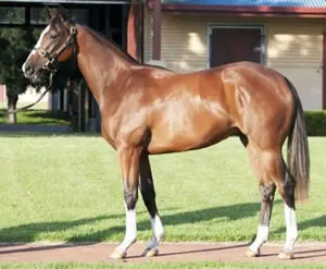 Messara Horse are available in marketplace