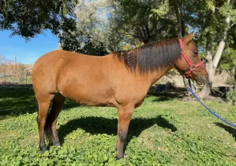 Quarter Pony horse sale