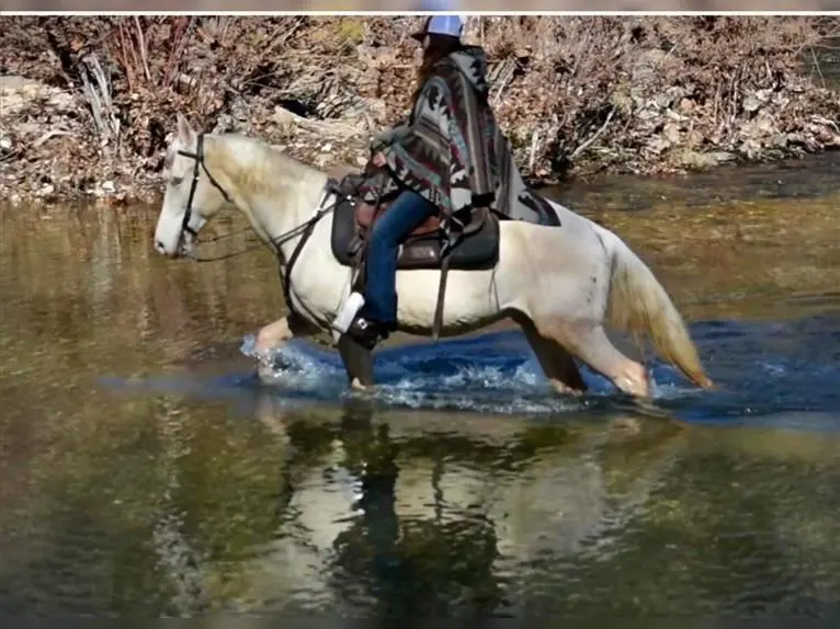 Tennessee walking horse classifieds sale