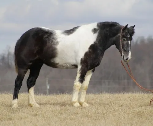 Gelding, standing a solid Quarter Horse