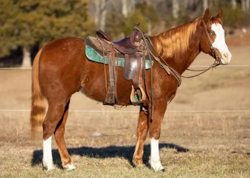 Fast Quarter Horse for save ride